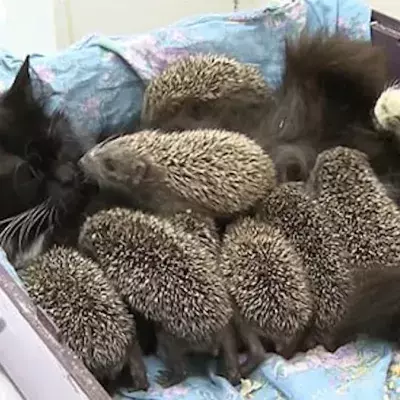 Hedgehogs