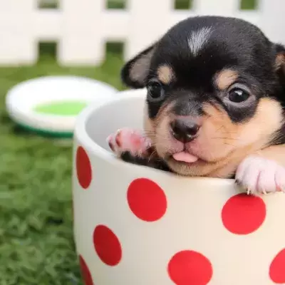 This helpless puppy was burnt with cigarettes and kicked around in a bucket 