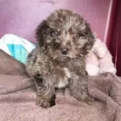 A helpless puppy who can’t use back legs left to die in an abandoned rucksack