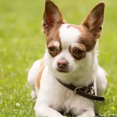 Here is how this abandoned dog ended up becoming a Guinness World Record holder