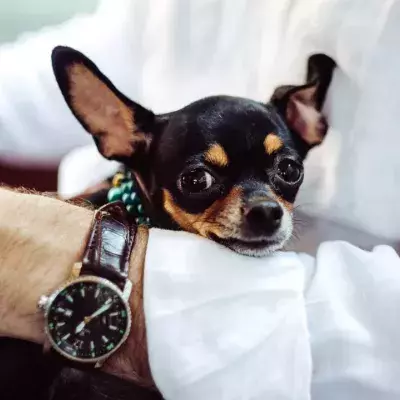 Here is how to help your dog cope with the Clock Change