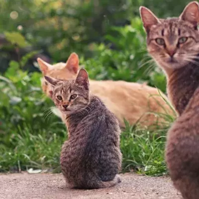 Here is how old your cat is in human years 