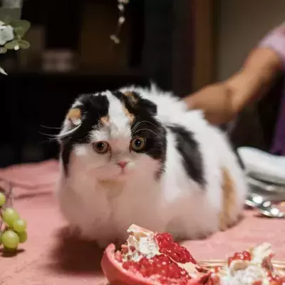 Here is what your cat tries to tell by climbing on the table