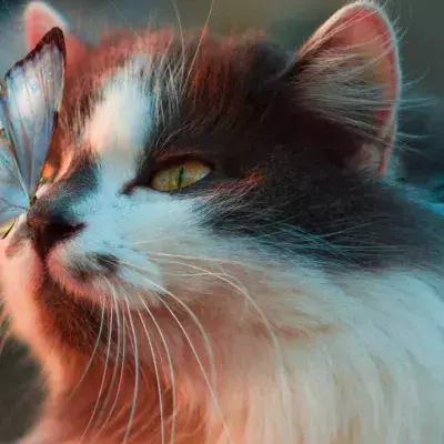 Here's how to clean your cat's ears properly