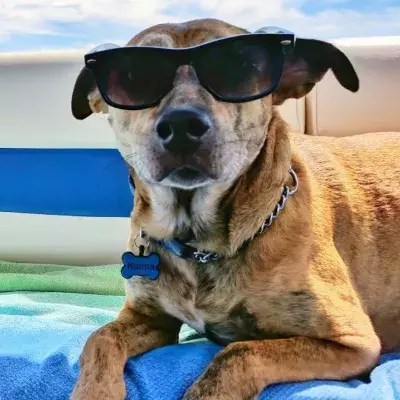Here’s how to keep your dog safe during a heatwave