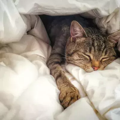 Here’s why your cat crawls into bed with you at night