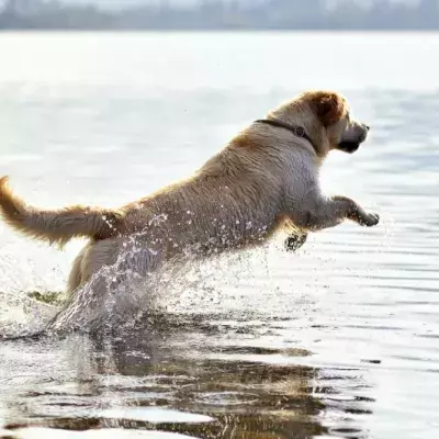 This Heroic Dog Jumps Into Action to Save a Person He Thought Was Drowning