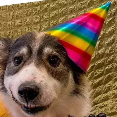 The homeless dog who supported soldiers in warzones adopted after being shot