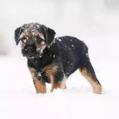 How cold is 'too cold' to be walking your dog this winter?
