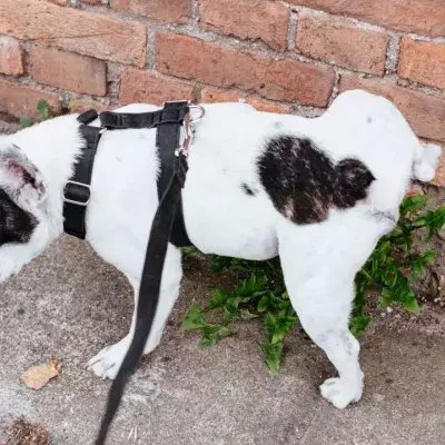 This is how often your dog really needs to pee 