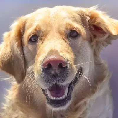 How Should You Take Care Of Your Dog's Teeth?