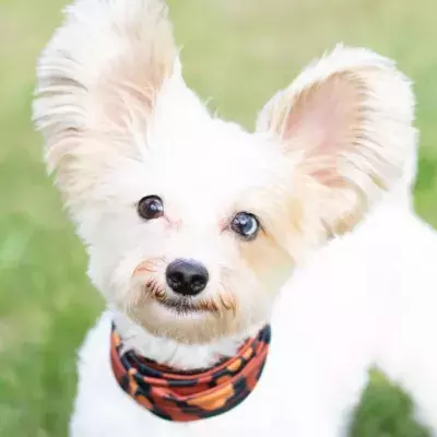 This incredible deaf rescue dog learned to answer commands in sign language (VIDEO)