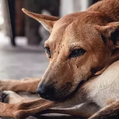 ‘Invisible’ dog spends seven years in kennels without adoption