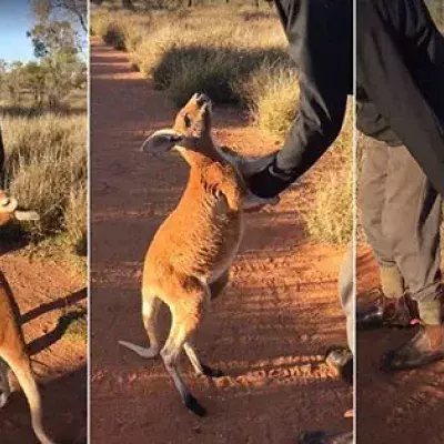 Kangaroo
