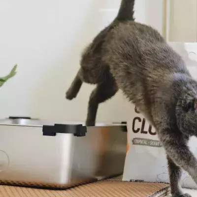 Keep your cat’s litter box stink-free with these simple tips