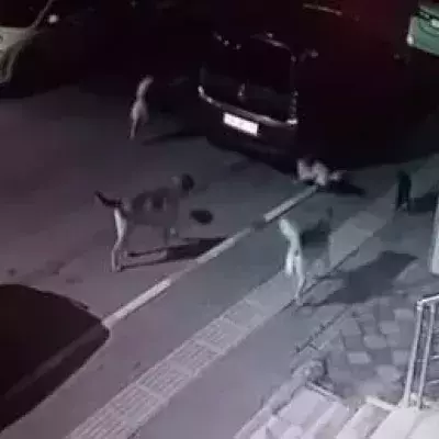 This kitten confronted a pack of dogs.