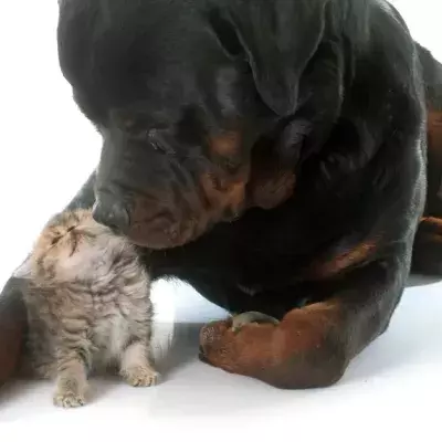 This Kitten Was Just Playing, Then A Rottweiler Lunged