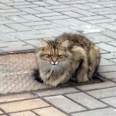 kitty