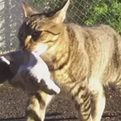This Klepto Cat Always Brought His Owner Gifts... But He Wasn't Expecting This