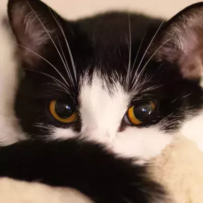 This ‘kleptomaniac’ cat brought her owner the weirdest thing ever, leaving her blushing and ‘mortified’ 