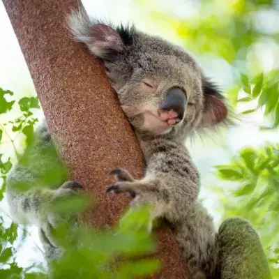 Koalas 