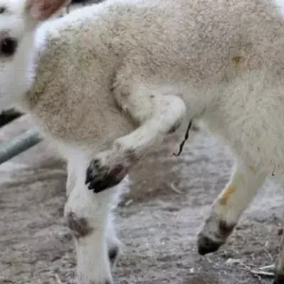 This lamb birth is one in a million for a unique reason
