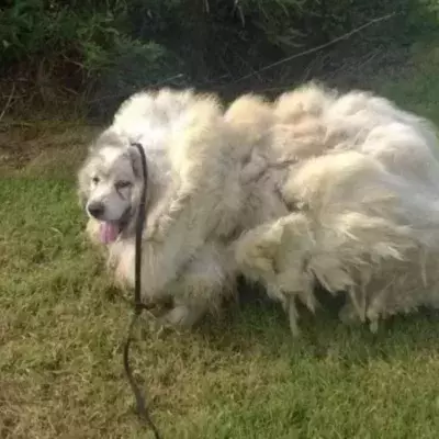Lazarus the dog had been living outside for seven years