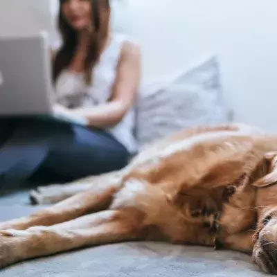 leaving dog alone at home