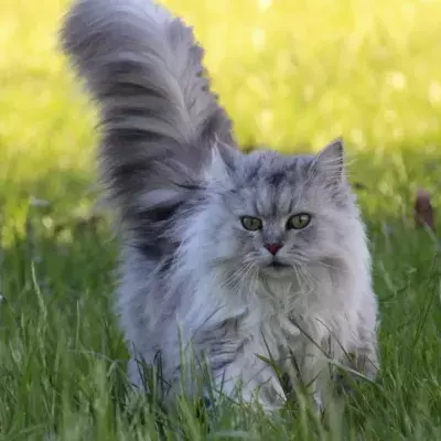 Is letting my cat roam outside worth the risks?