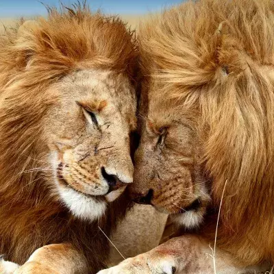 lion
