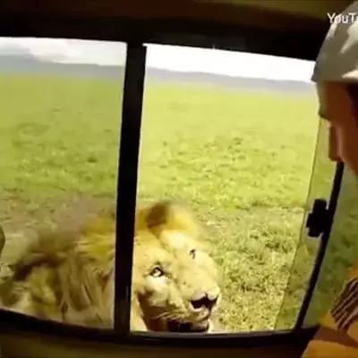 Lion