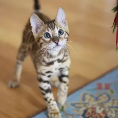 A little Bengal kitten