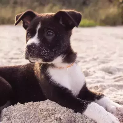 This little dog got lost and travelled dozens of miles to find a forever home 