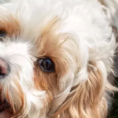 This little dog had to be rushed to a vet after scoffing an entire plate of coronation chicken sandwiches