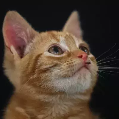 Little ginger kitten