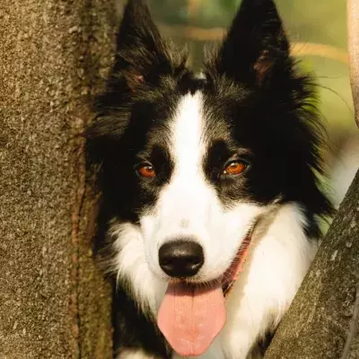 This lonely dog spent over 2000 days in the shelter waiting for a forever home