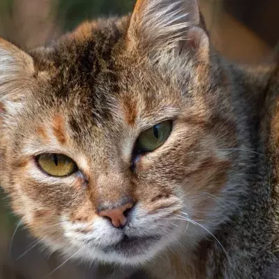 A loving cat with ‘a heart of gold’ was callously abandoned in the cold  