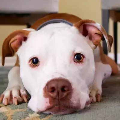 This lucky dog experienced something no less than a miracle