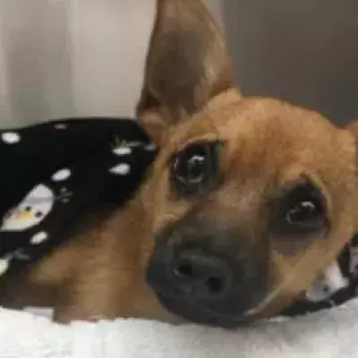 Lucky, the dog who swallowed heroin and was later saved.