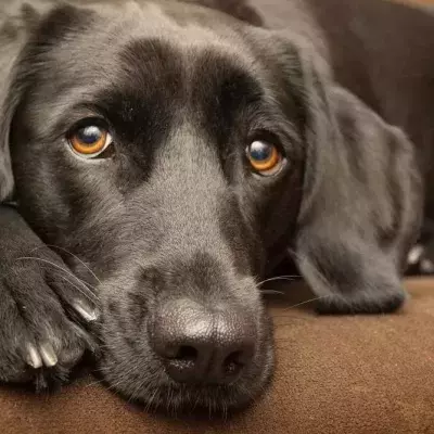 Man's best friend