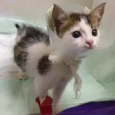 Martyr the kitten