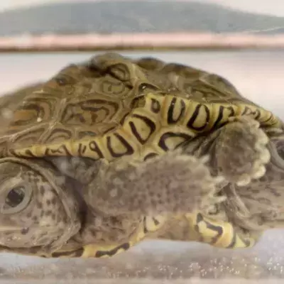 Meet Mary-Kate and Ashley, the two-headed turtle with six legs.
