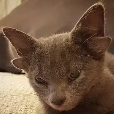 Meet the mutant kitten with four ears who has become an internet sensation