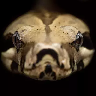 Meet Titan: The largest venomous snake in Australia that is capable of 'killing over 20 men'