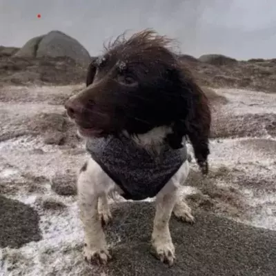 Missing dog found after a three-day search