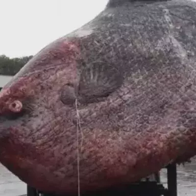 Moonfish