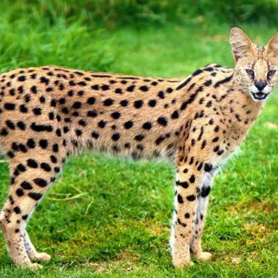 The most expensive cat breed in the world revealed, and its price is eye-watering