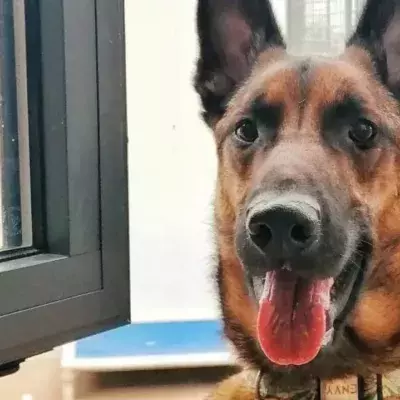 This ‘most overlooked’ dog is still hoping to find a forever home after 900 days of ignorance