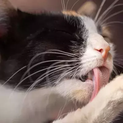 My cat is licking me. Does it think I need a bath? 