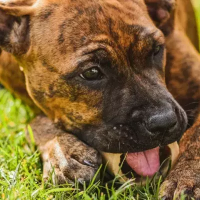 My dog eats grass. Is it safe?